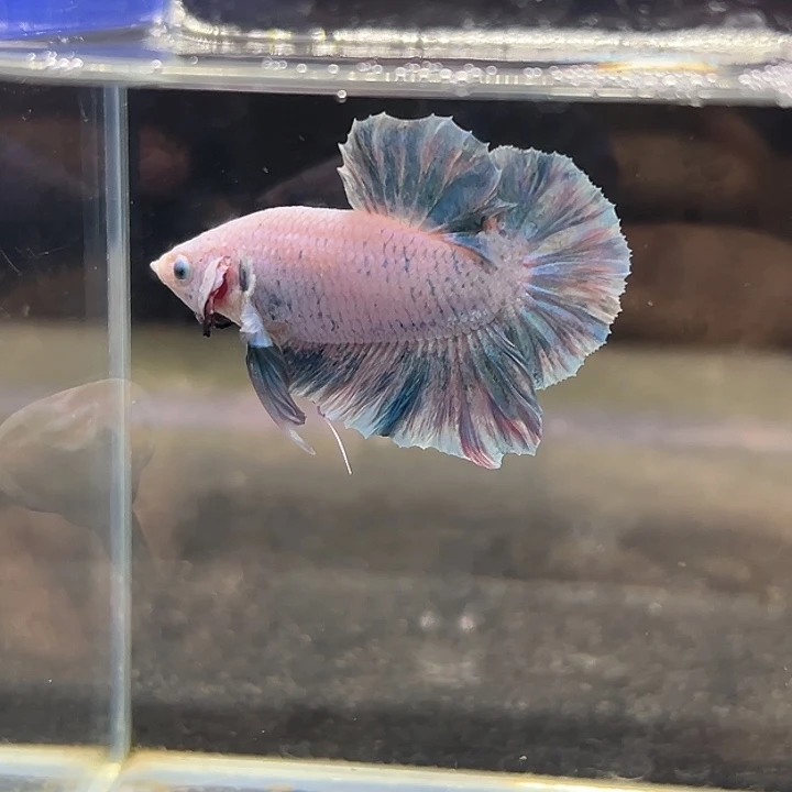 斗鱼35号清缸特价莫奈油画