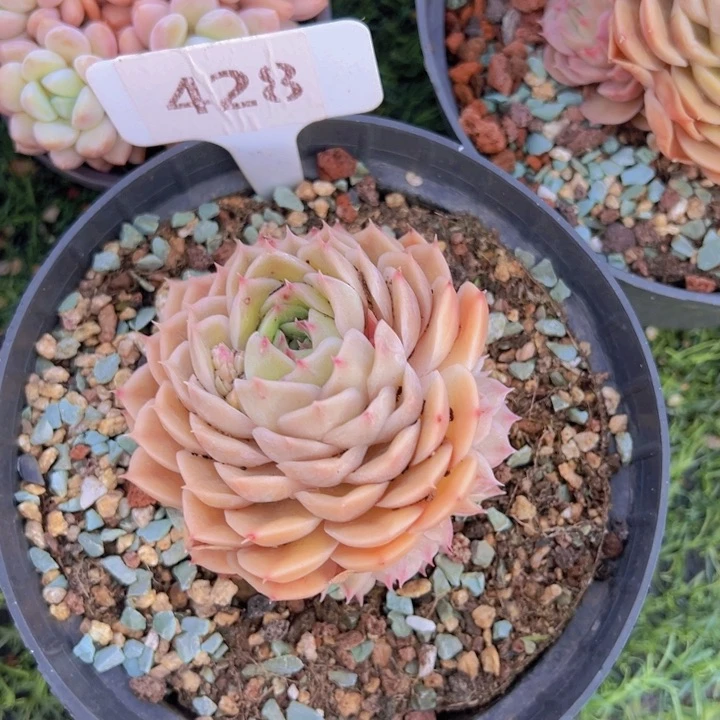 健健康康平平安安