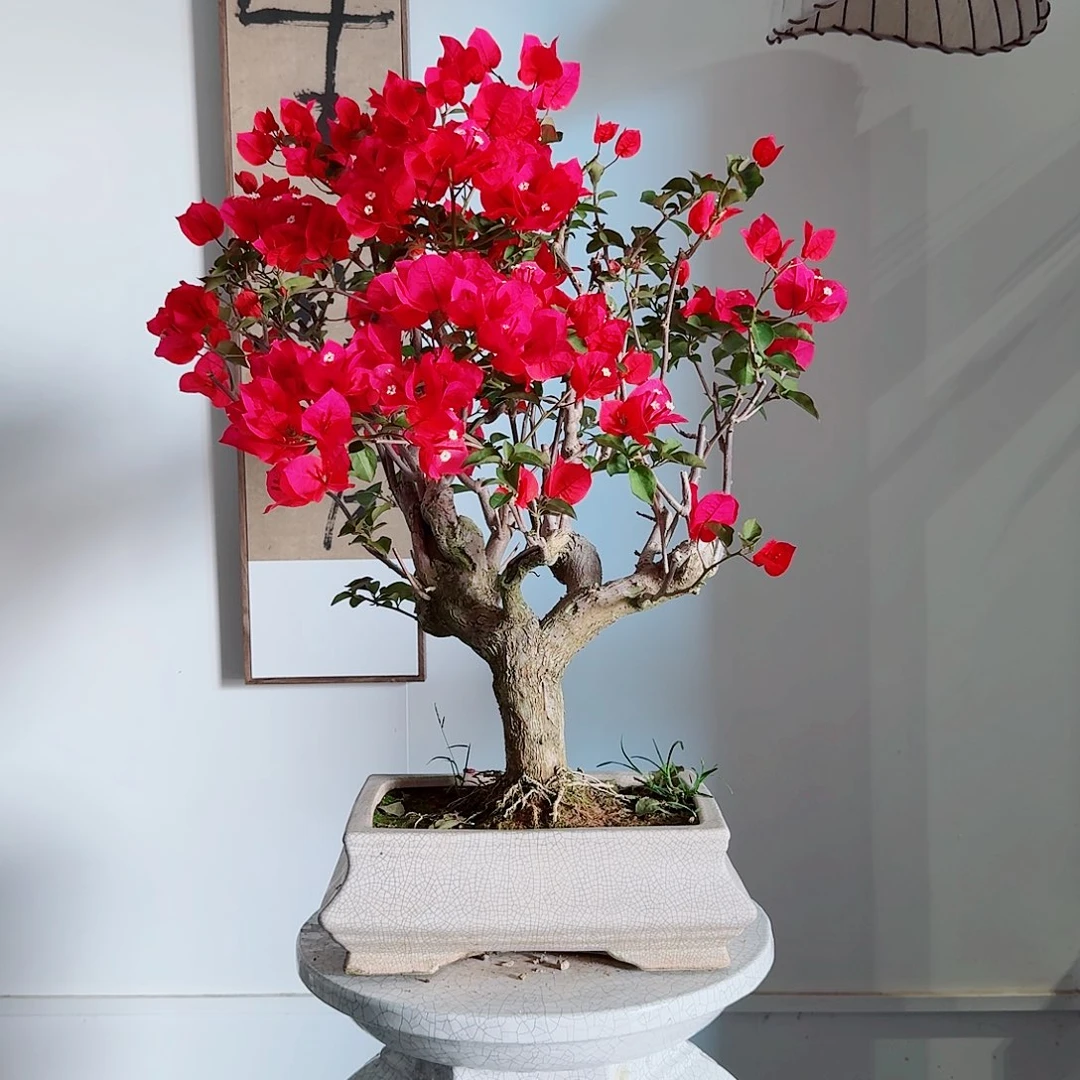 李*头三角梅等植物的生长