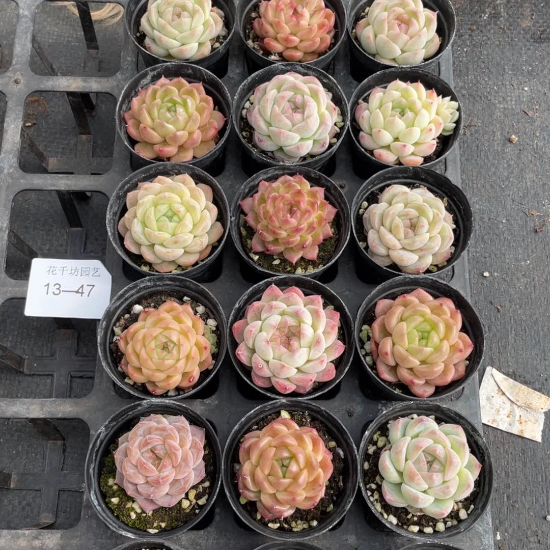 一物一拍18颗13-47