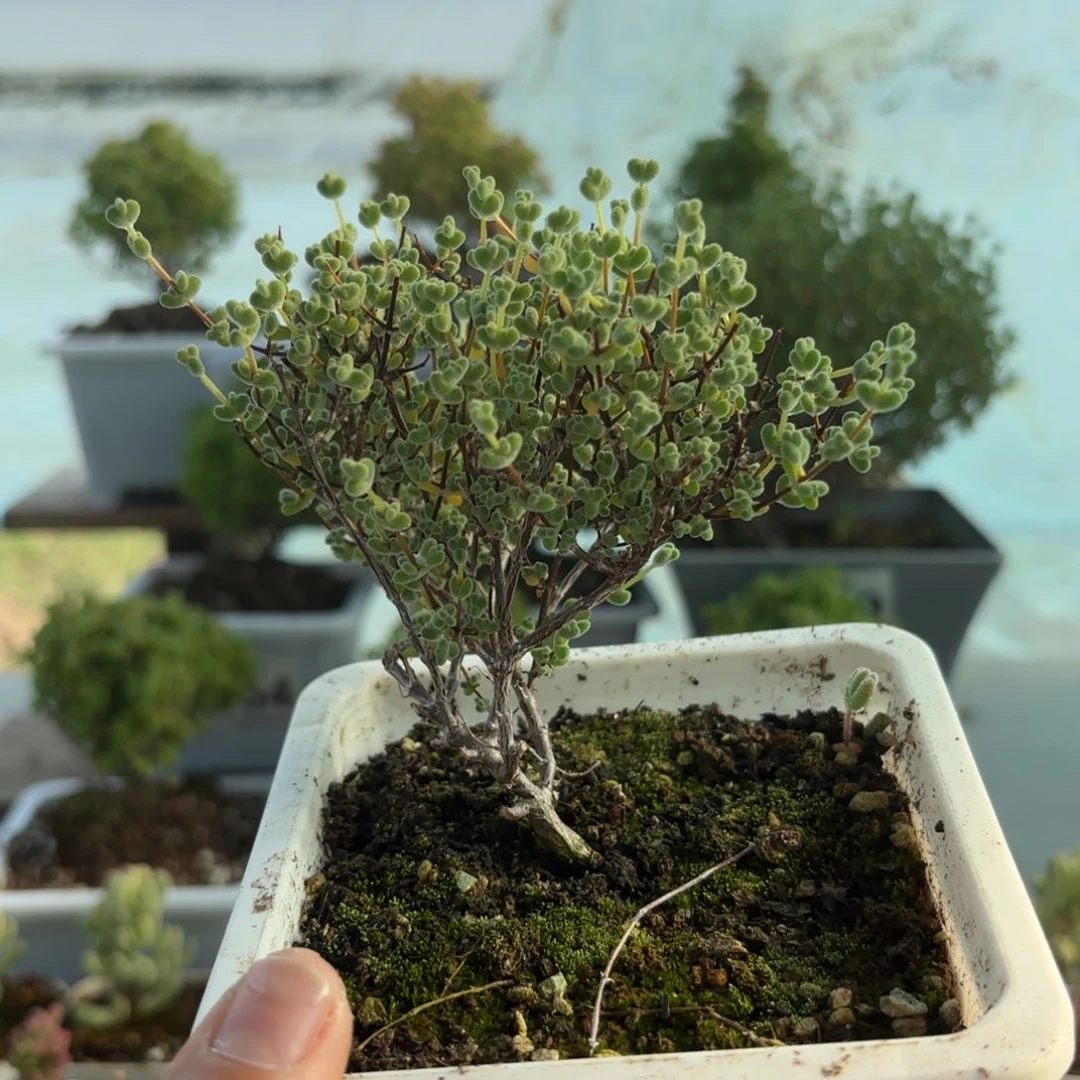 543莱斯枝干福利哦