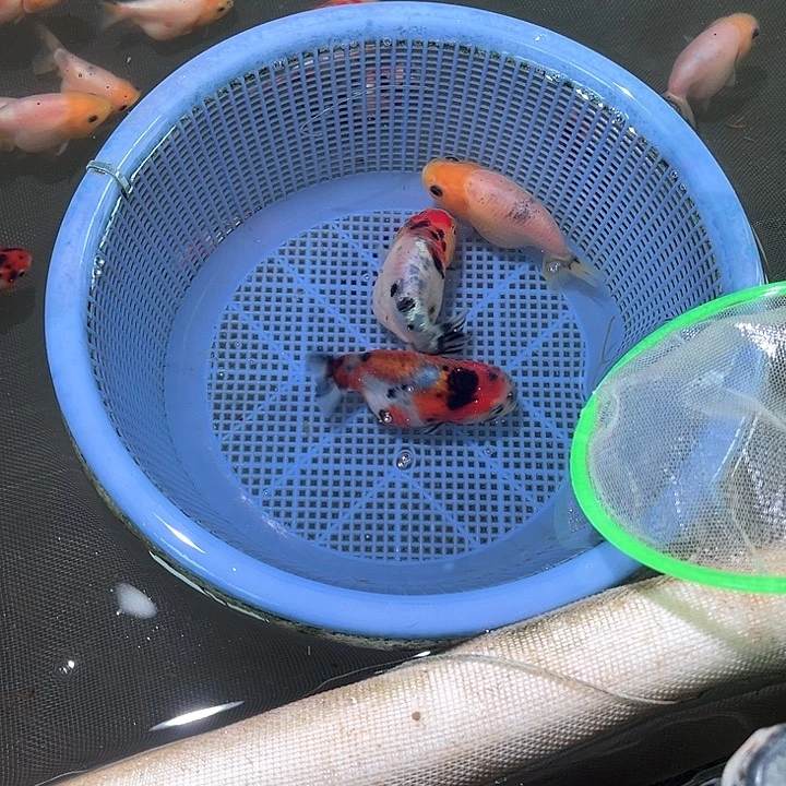 金鱼3条。