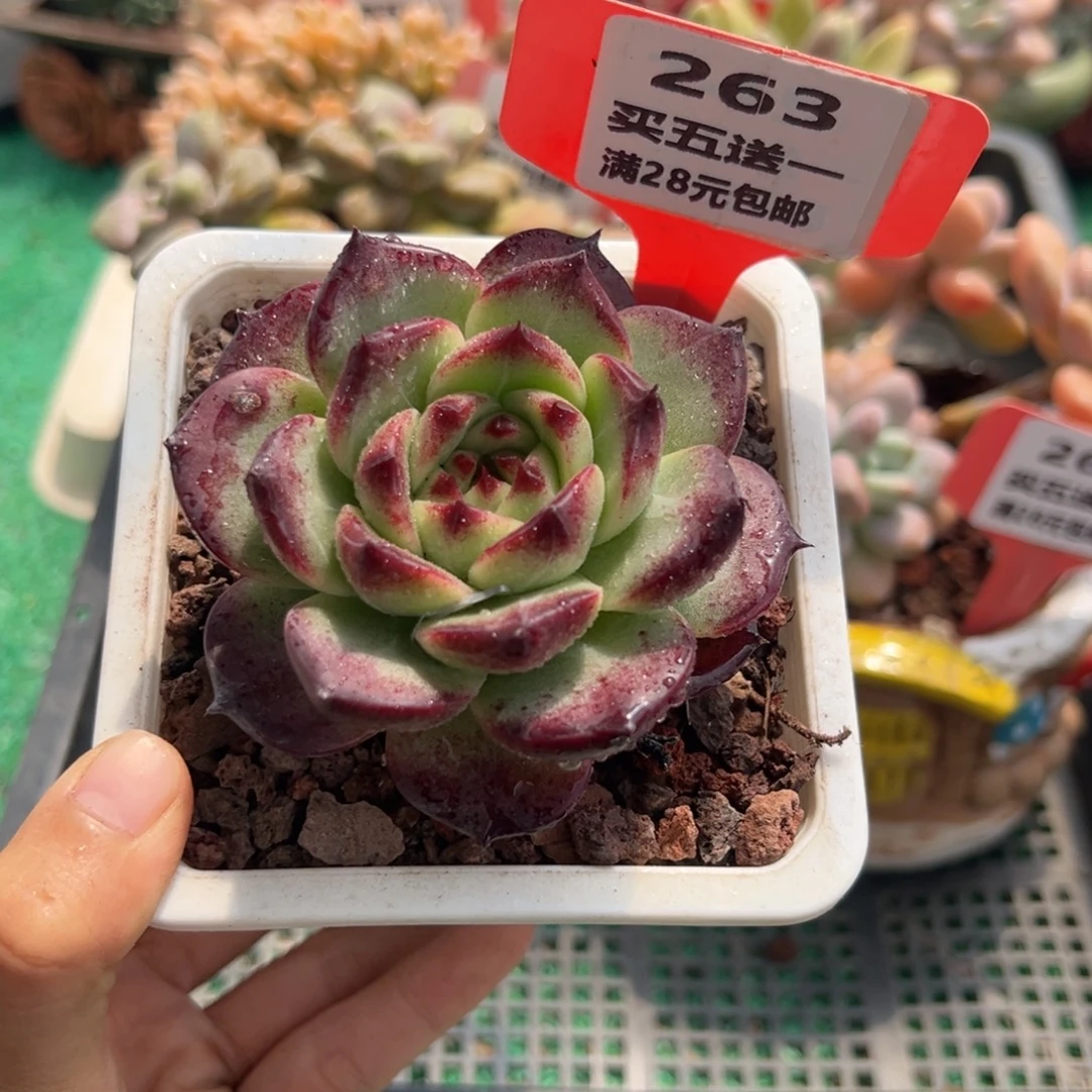 表妹精品多肉植物263.