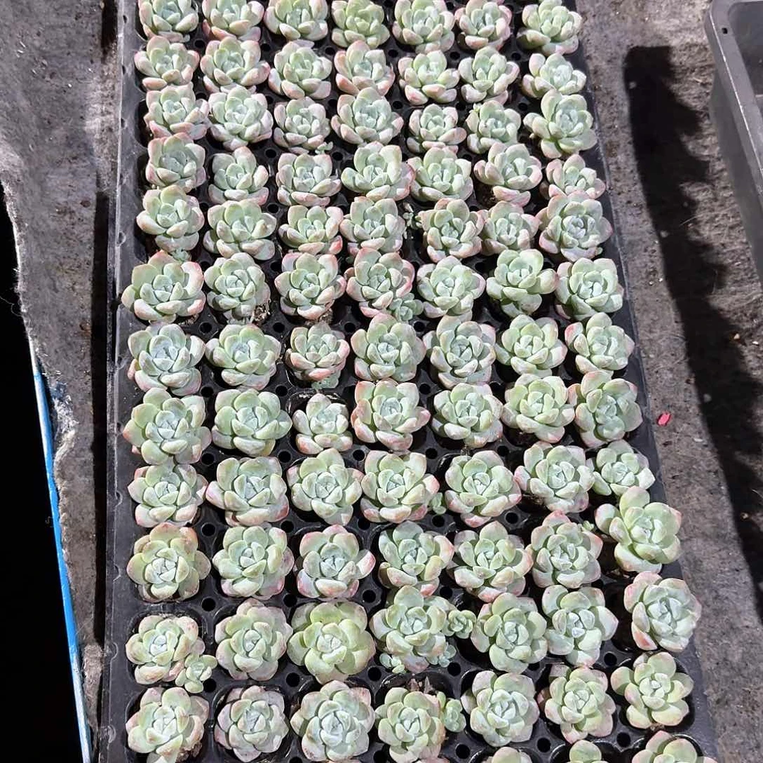 天涯一物一拍专拍