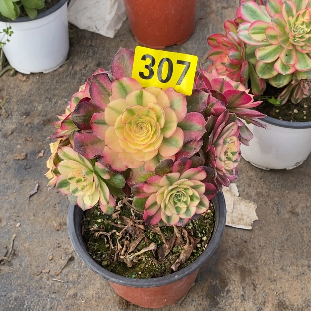 青城多肉法师307