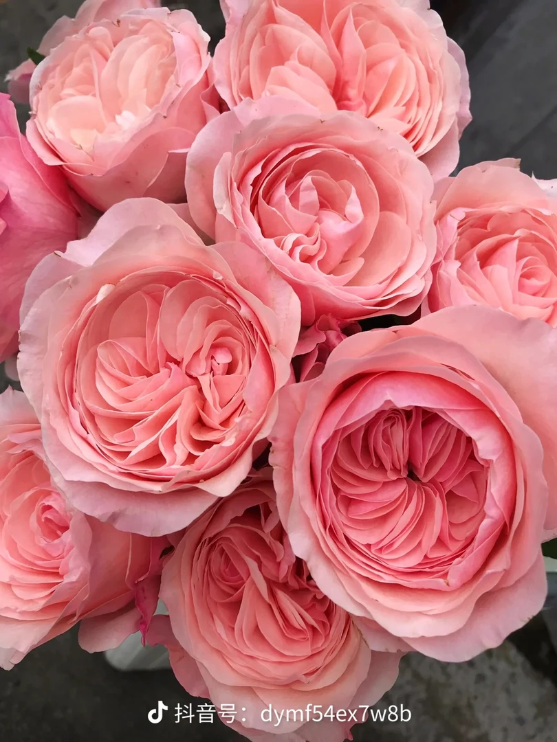 凯瑟琳单头彩梅玫瑰花玫瑰鲜花20枝两支正常损耗花束