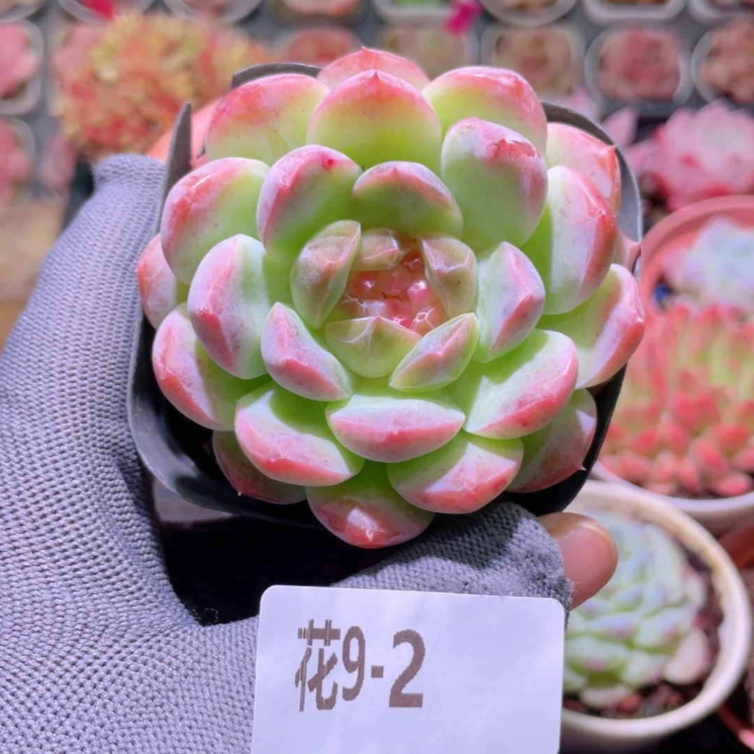花利美 9-2糖心新品