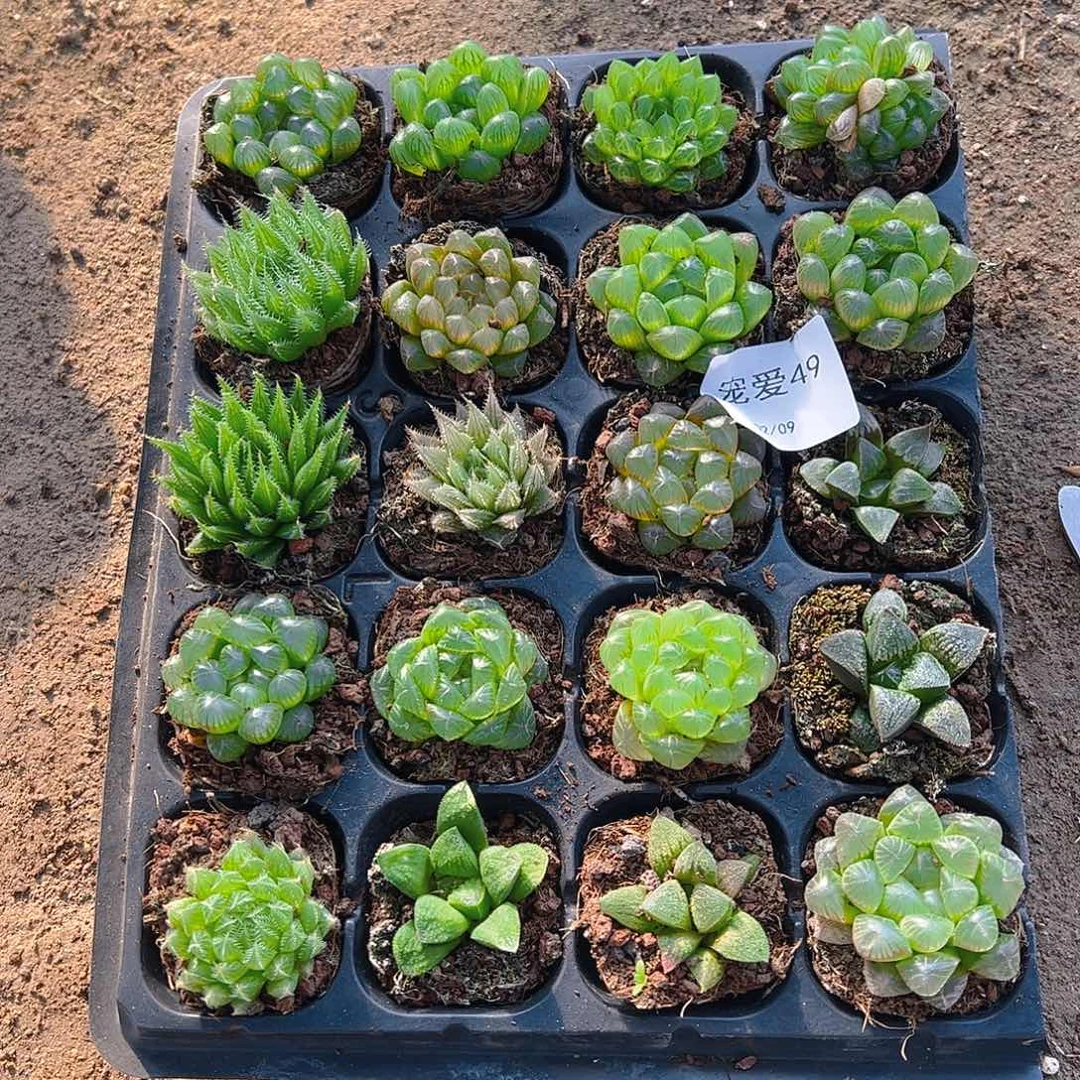 直播福利一物一拍49