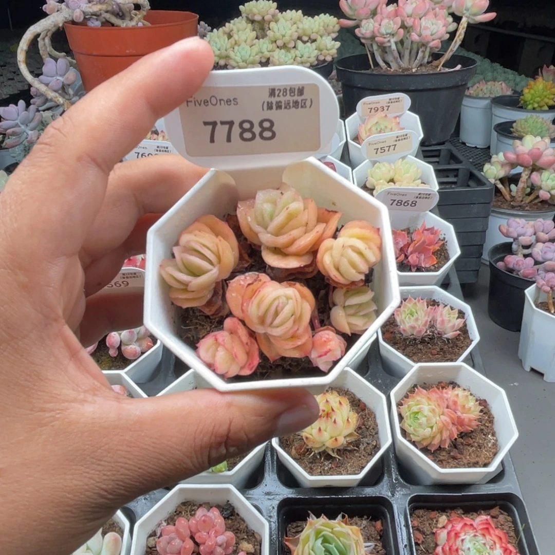 7788冰玫瑰4.5厘米