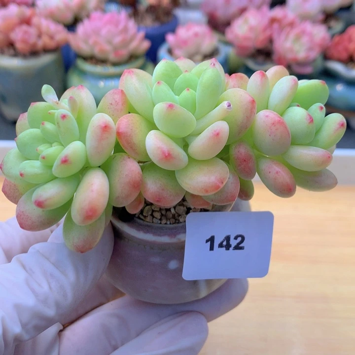 一物一拍满38包邮 142