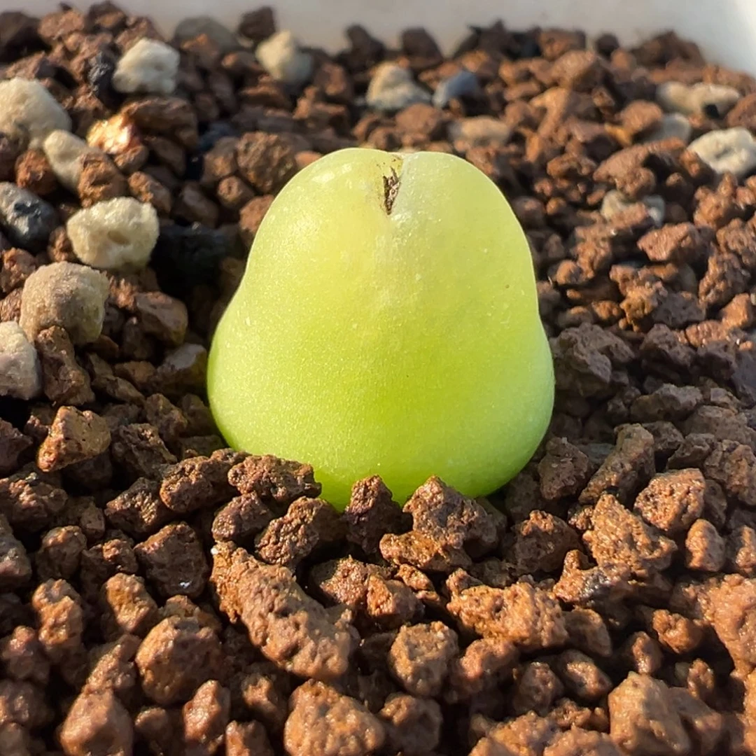 大葫芦多肉植物盆栽花卉
