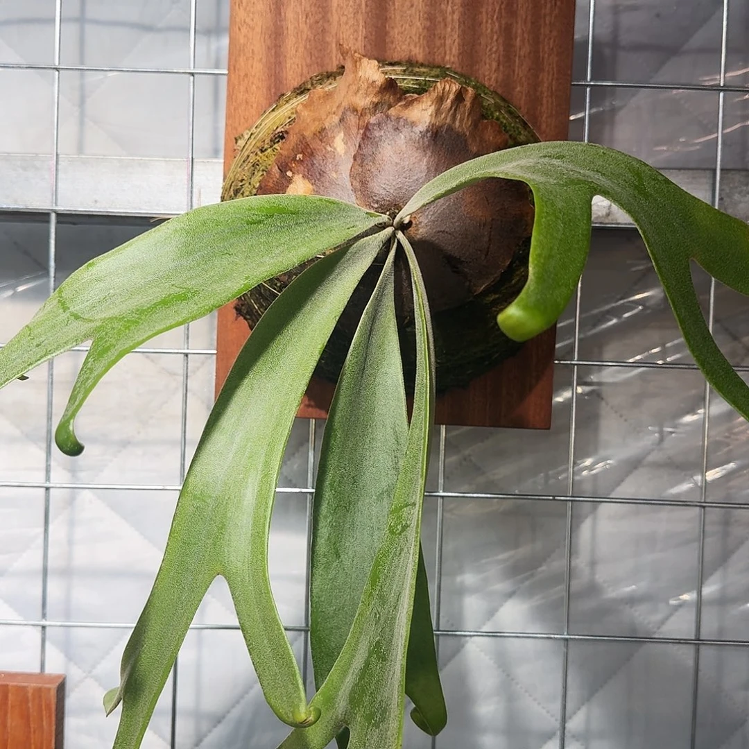 完全开放白狮王1111111