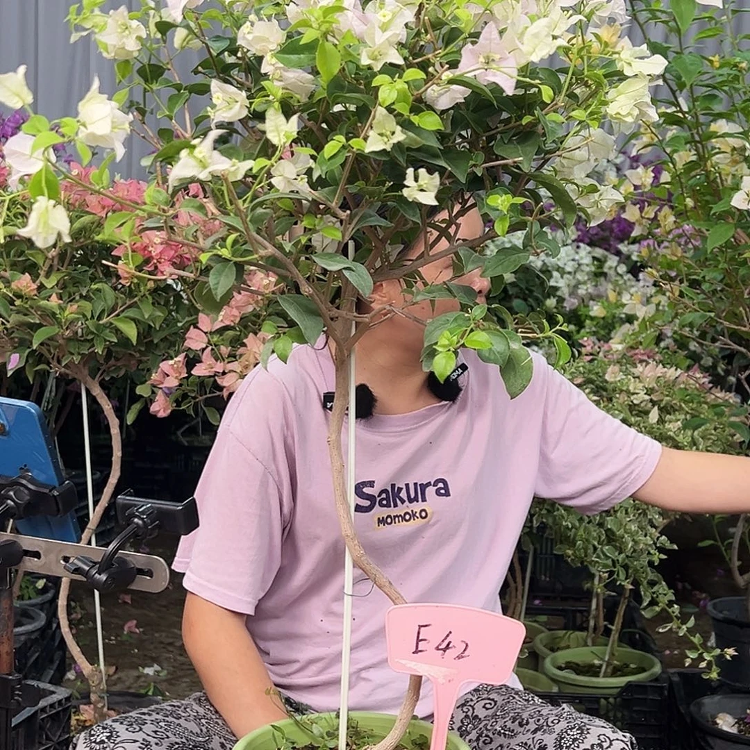 笑***生大部分花苞少量开放E46苹果花