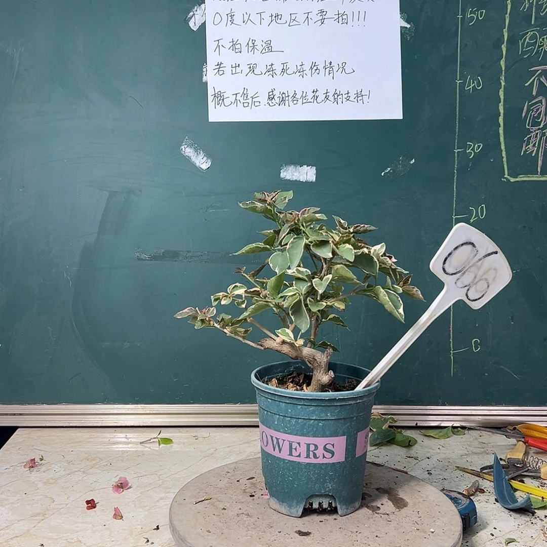 完全开放 造型 弯杆  蓝月亮 060