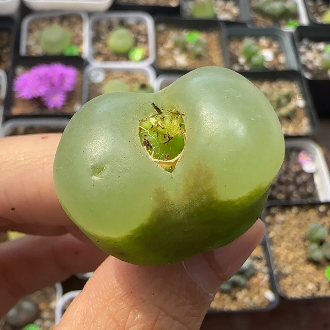 2.7+多肉植物的187