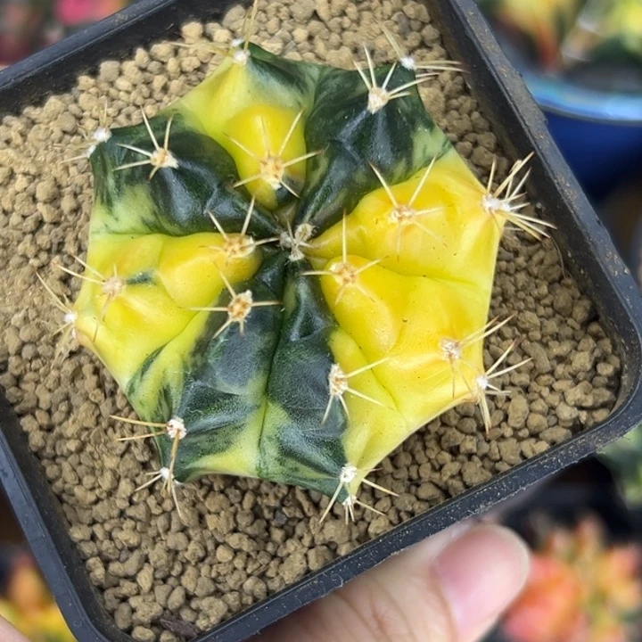 泰国米哈仙人球侧芽