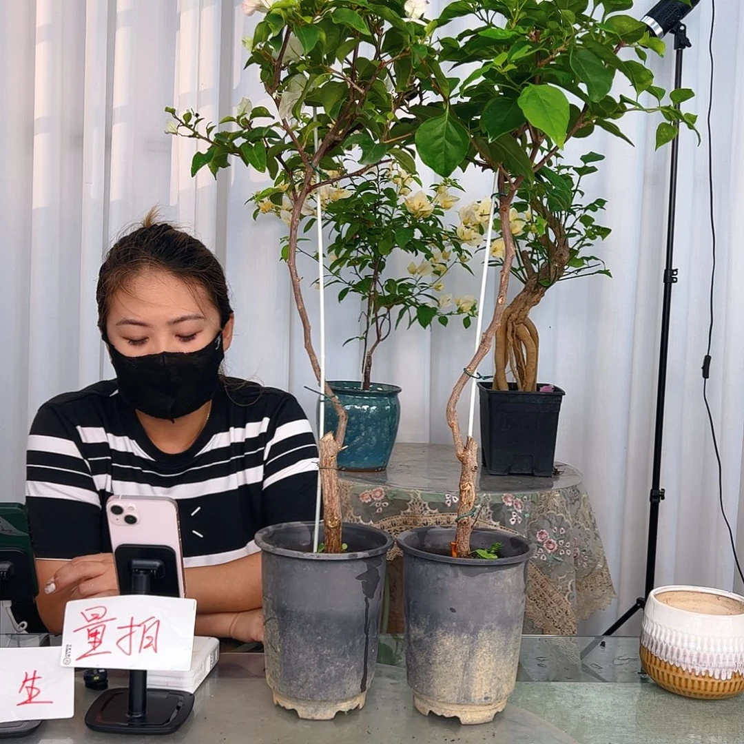 当前无花栽培后可以开花绿樱棒棒糖一颗