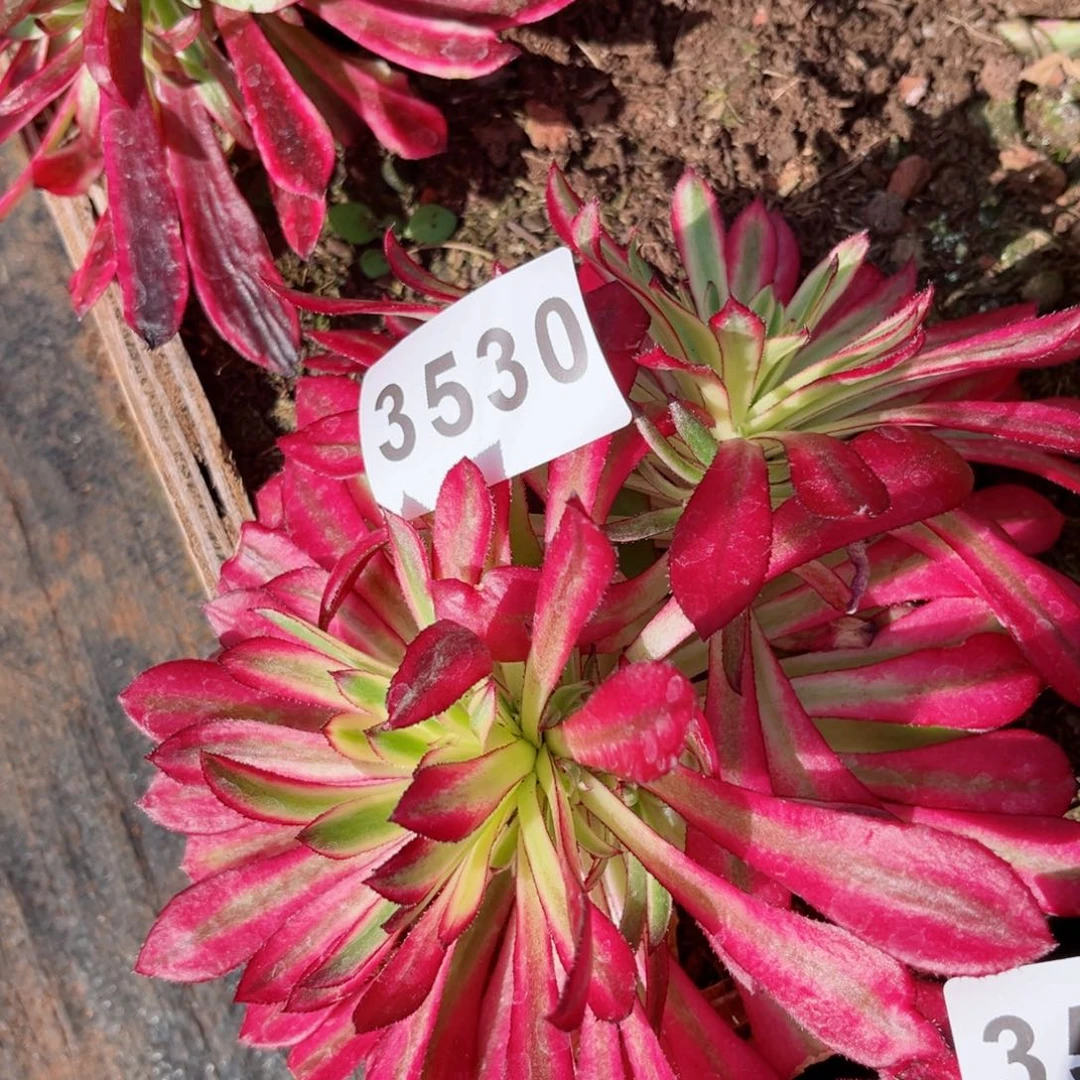 火焰精灵28包邮发货