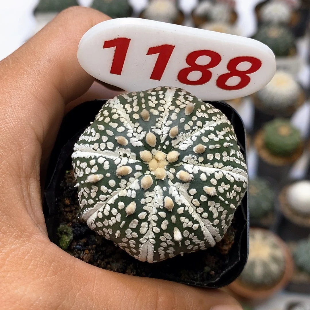 1188福利特价咯打款