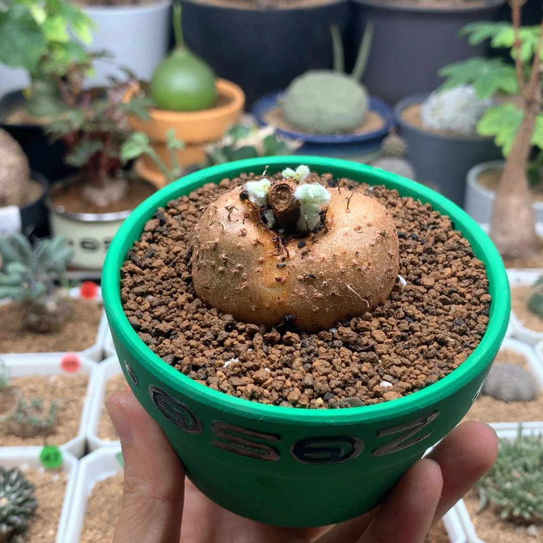 红花断崖女王带盆