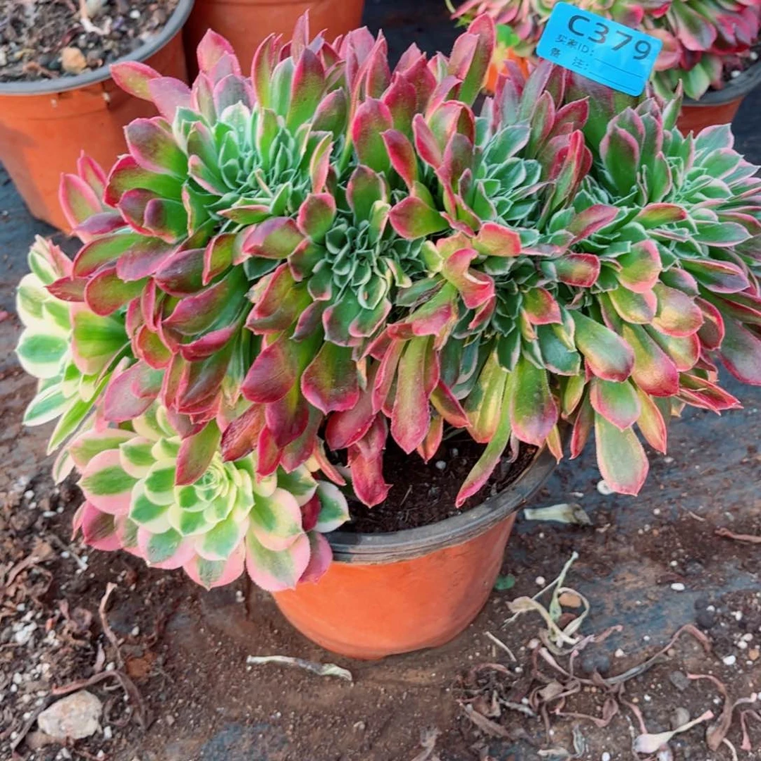 多肉植物379白凤