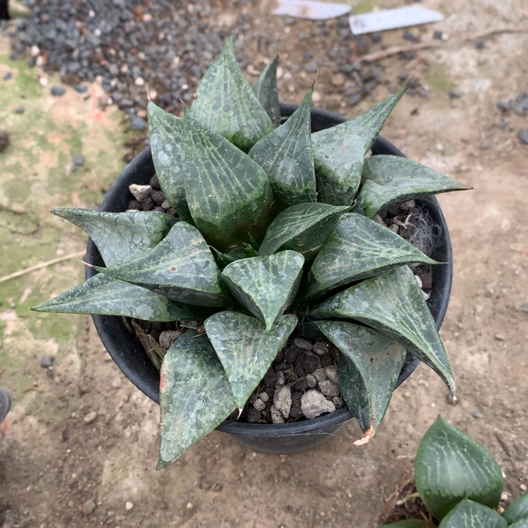 小***倩实生寿，带盆土发货了