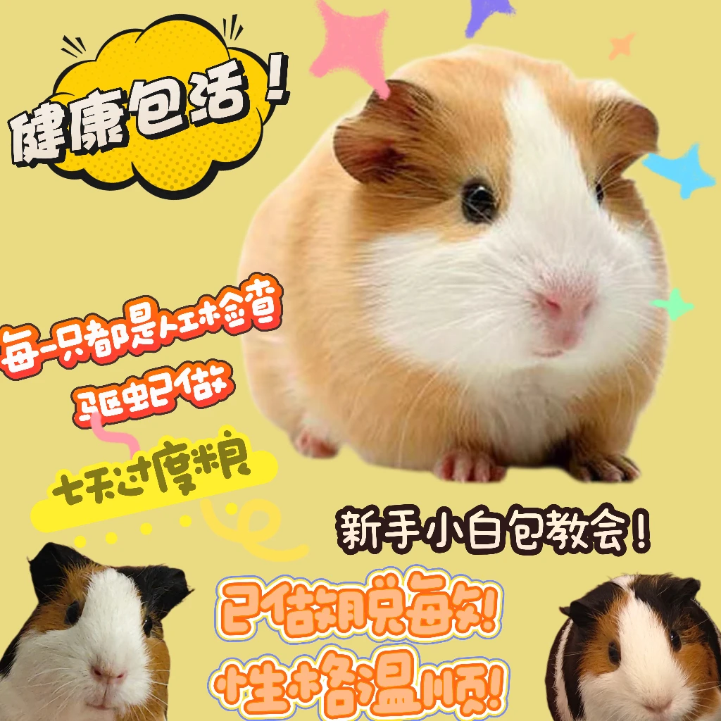 猪活物豚鼠小宠物自家繁殖适合家庭喂养小型