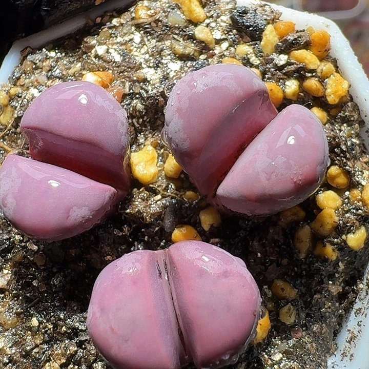 生石花2:：：：。  39号