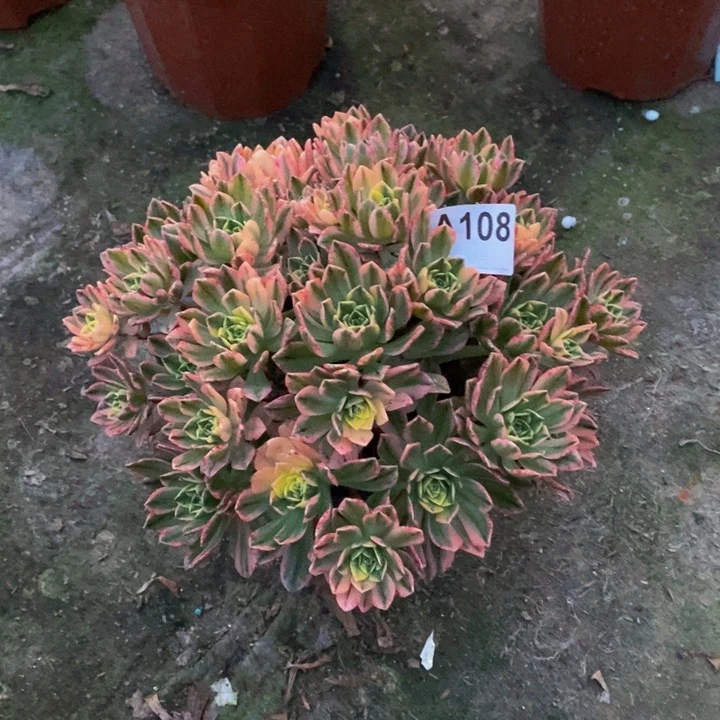 甜茶多肉植物108