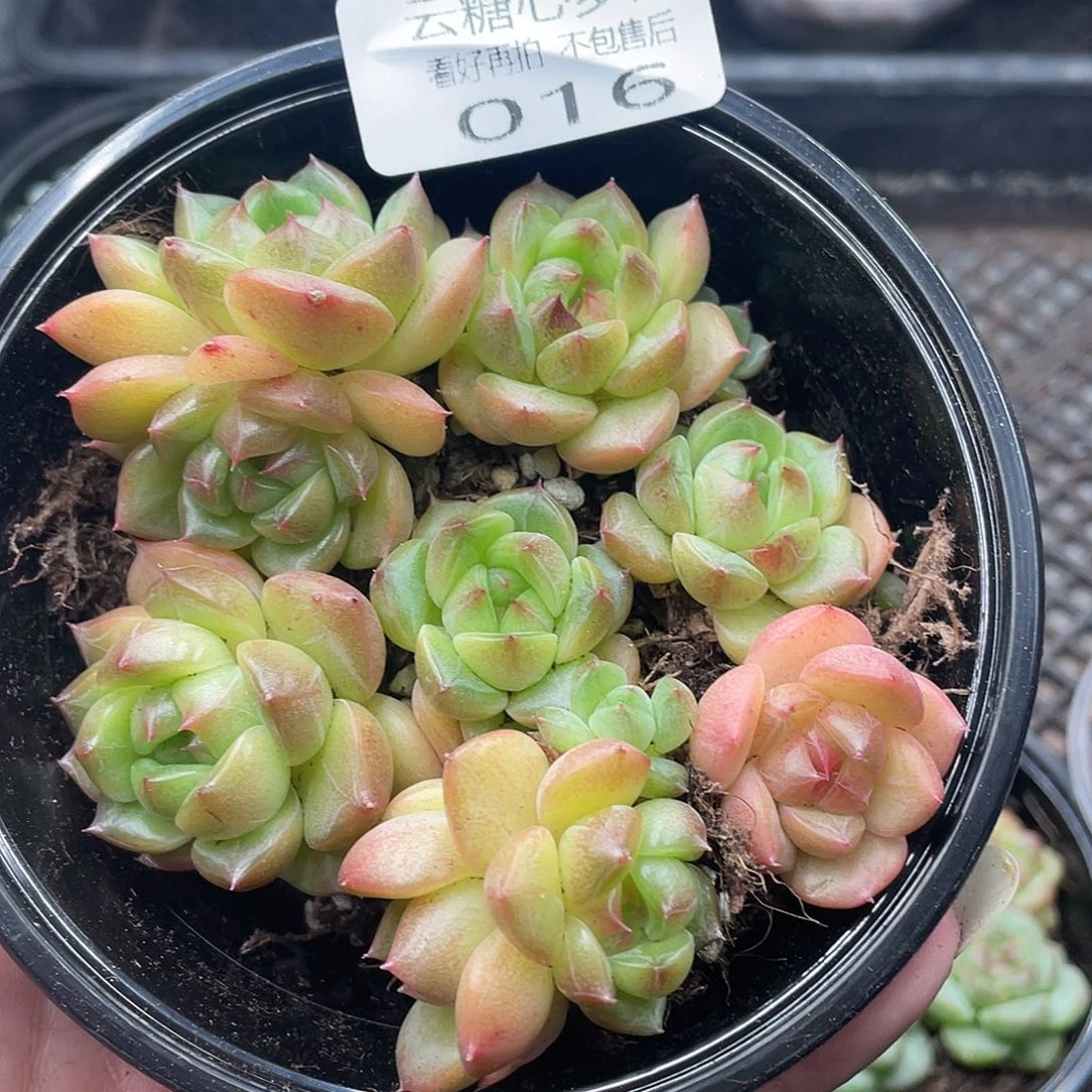 云糖心多肉植物16