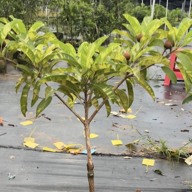 直播间专用绿植 一物一拍
