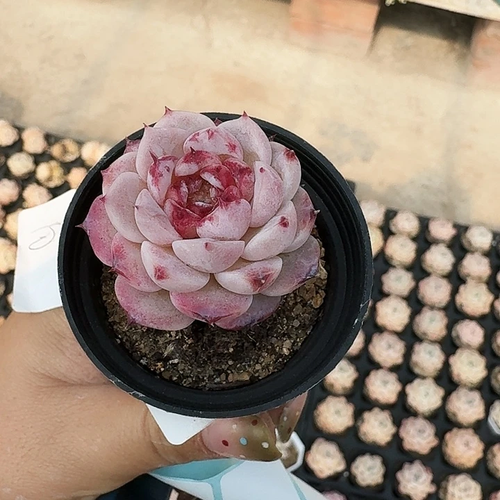 ?*7多肉植物满20包邮