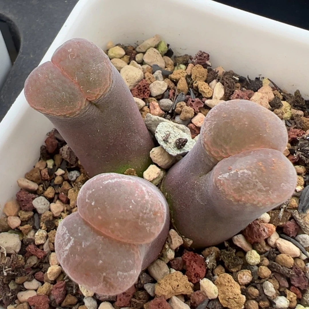 纳米比亚大风铃 肉锥植物