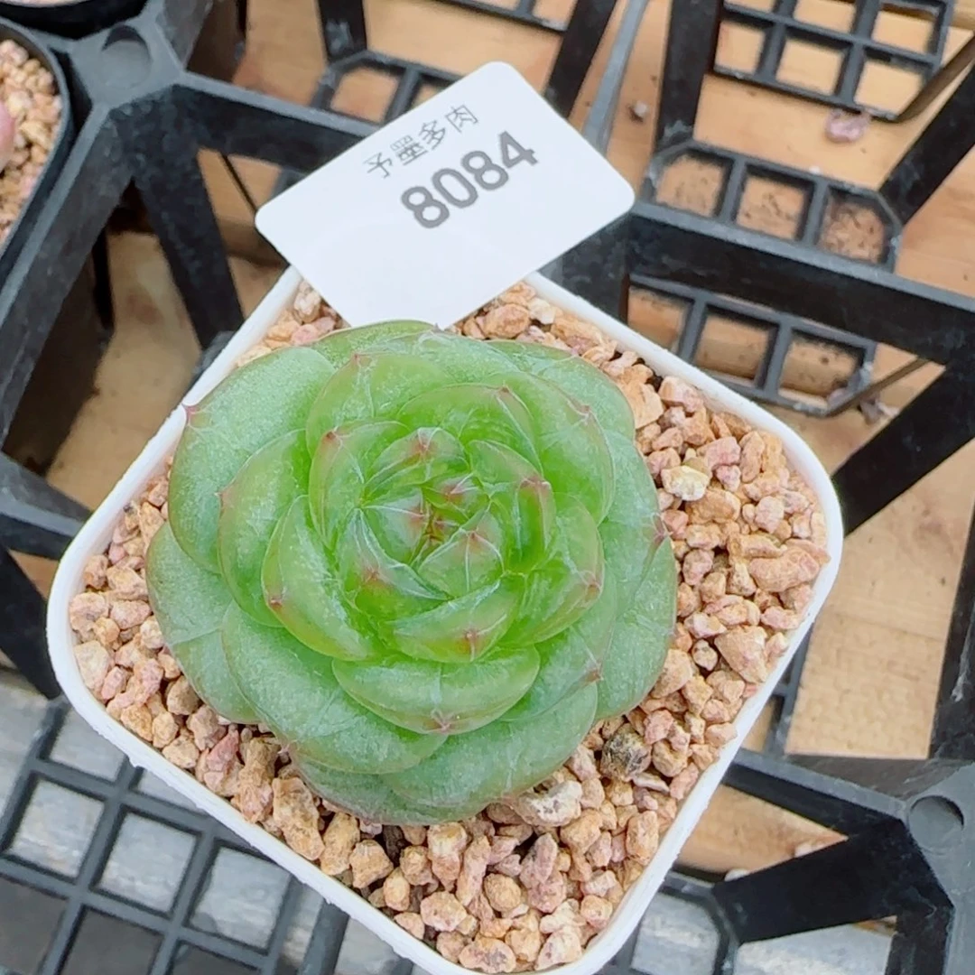 孤品珍妮，8084多肉植物