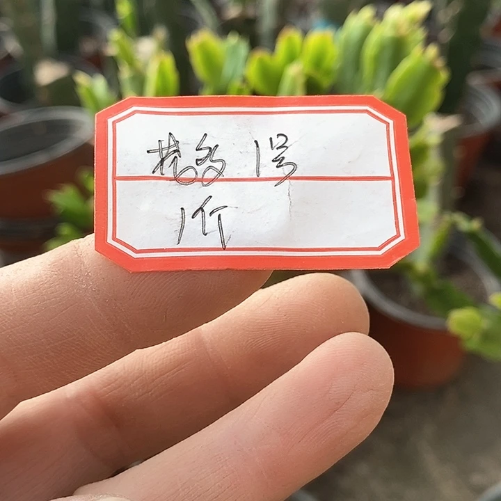 无花朵花多多1号，新疆不包邮