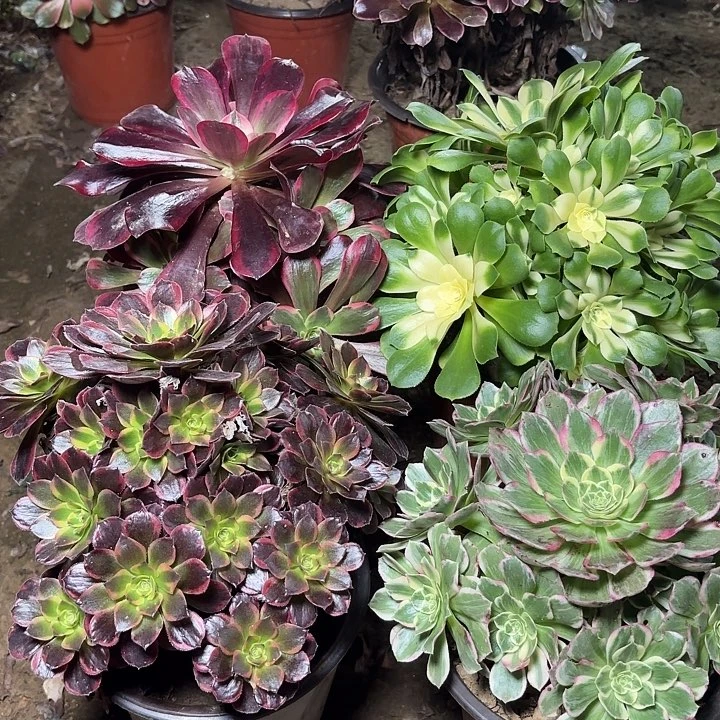 多肉植物法师4颗41