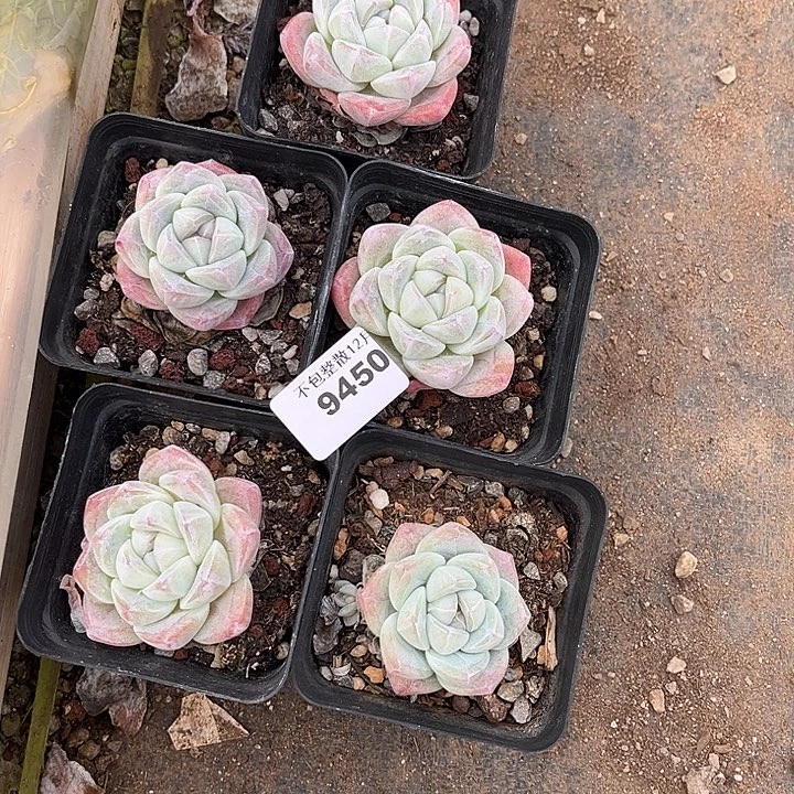 兰****阿雅园艺。        9450