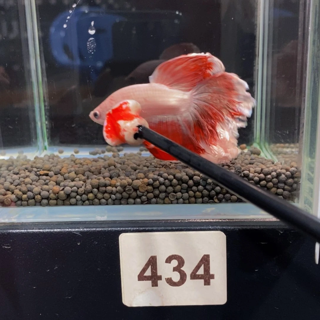 晴***天斗鱼434巨斗1111111