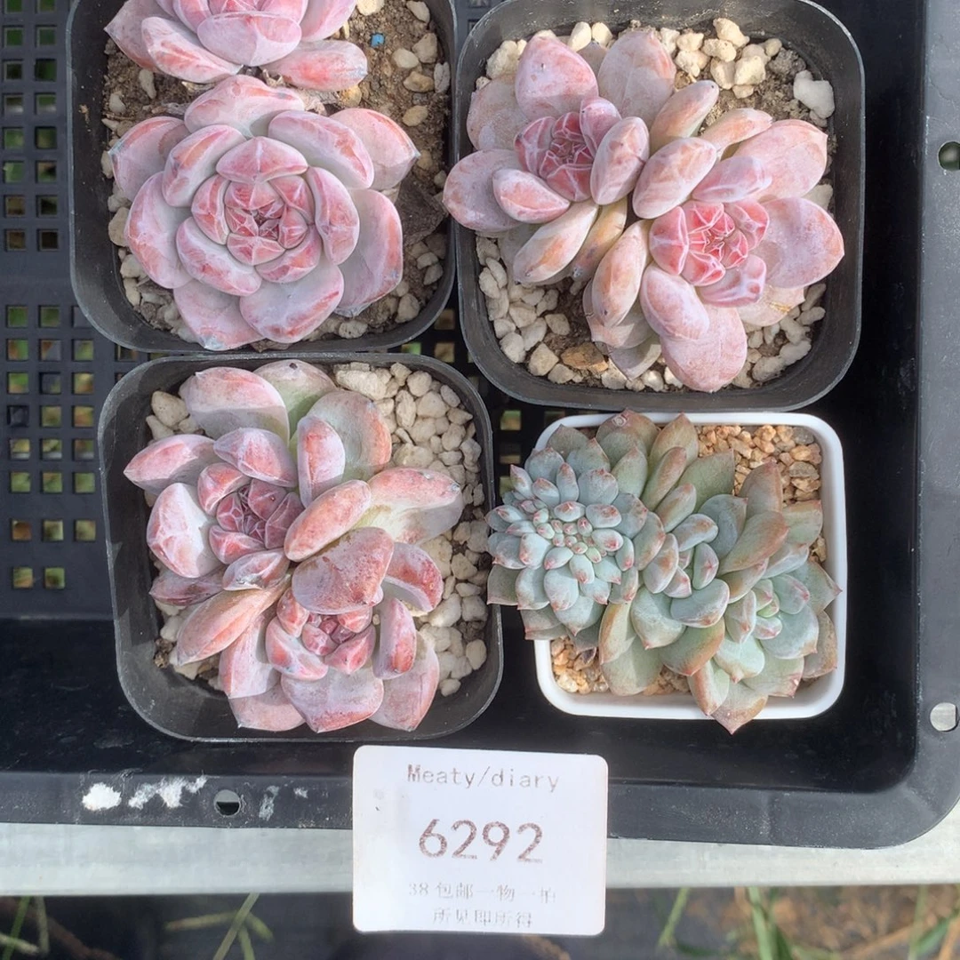 一***葱6292星影4颗带盆包邮