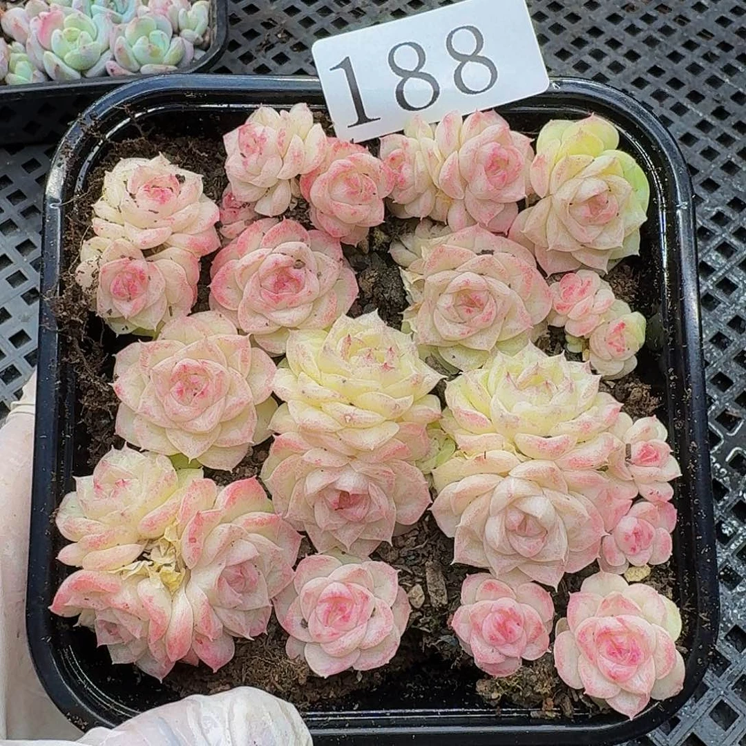 多肉植物多肉植物188