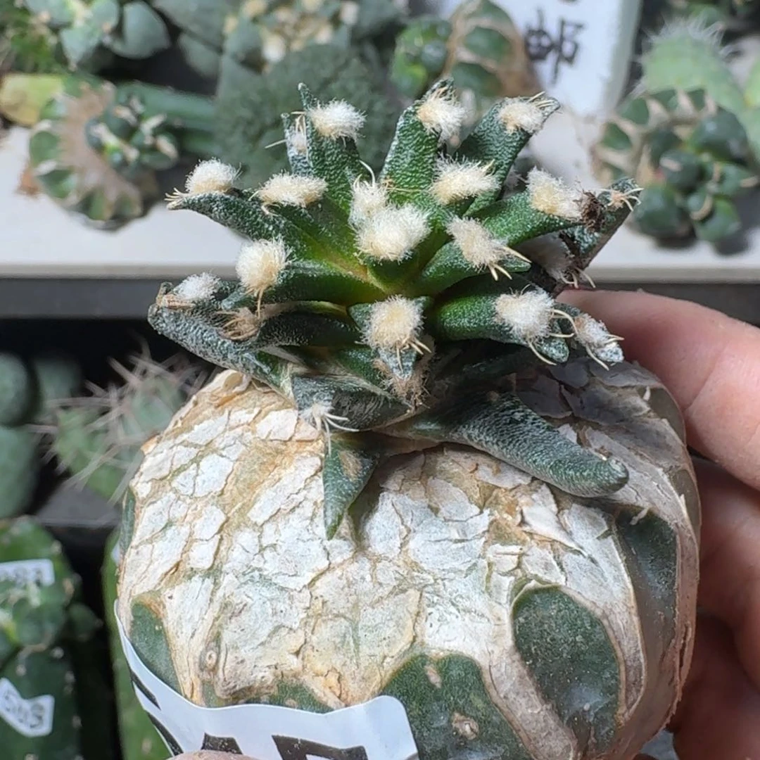 【闪购商品】无花朵无**主龙蛇兰545