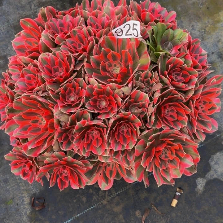 0000000000925女妖多肉植物