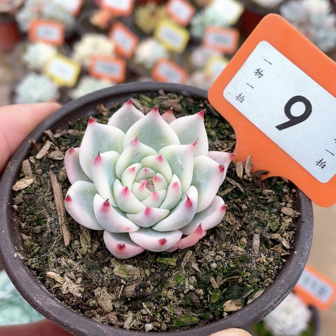 【闪购商品】9号的