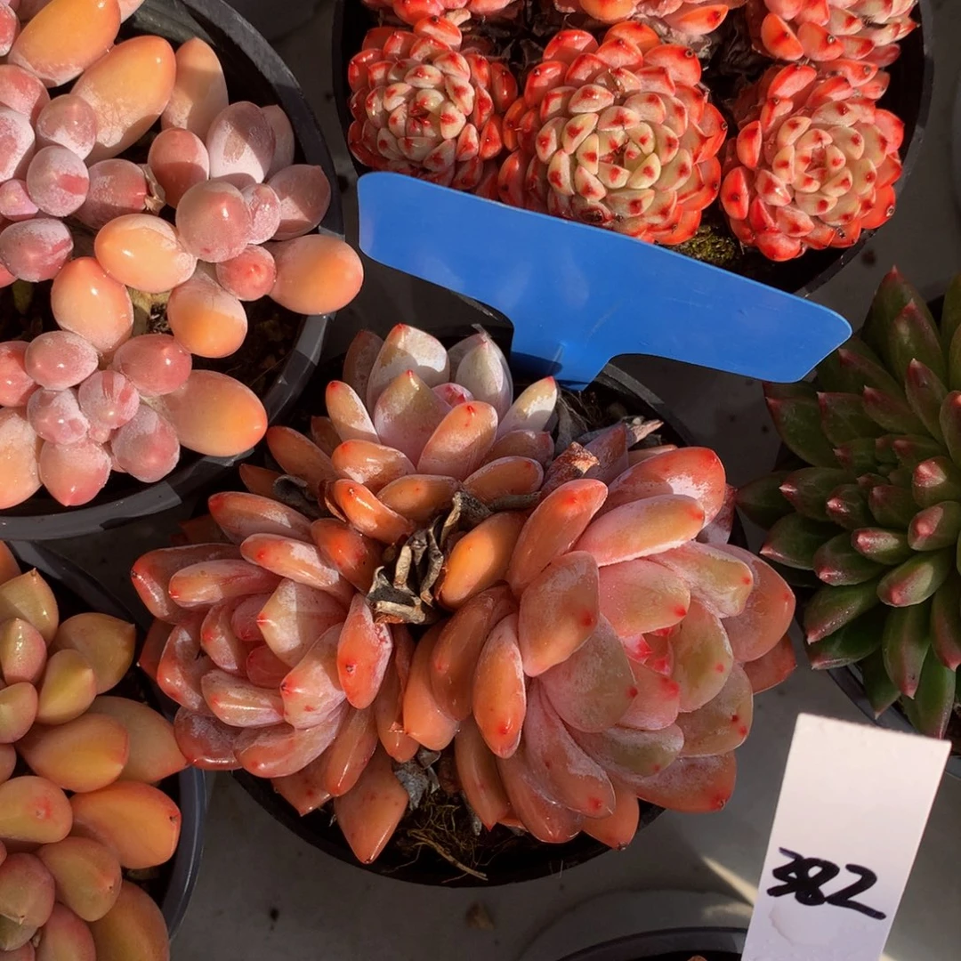 石榴载7272727727272