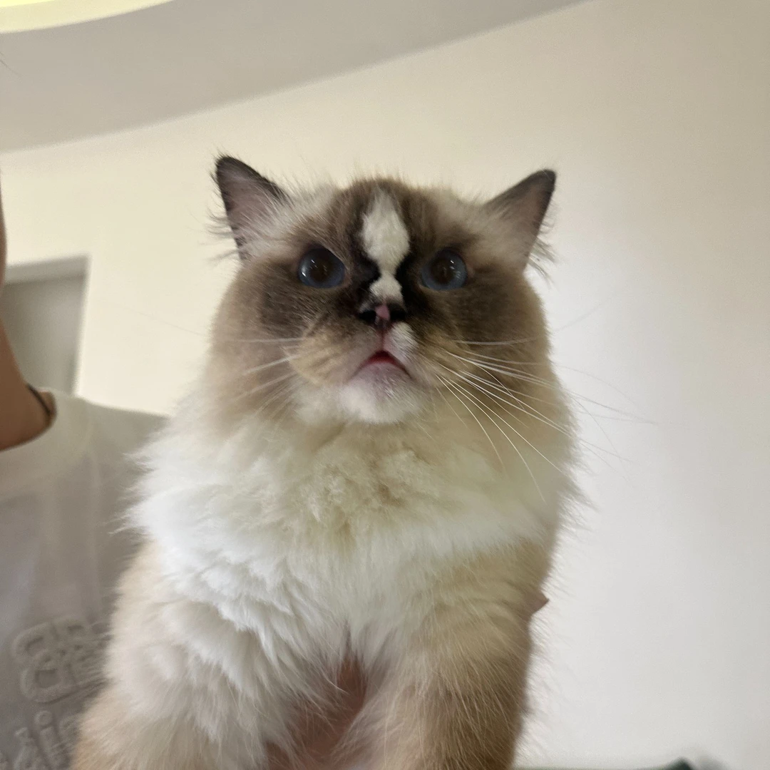 【云梦猫舍】布偶重点色弟弟