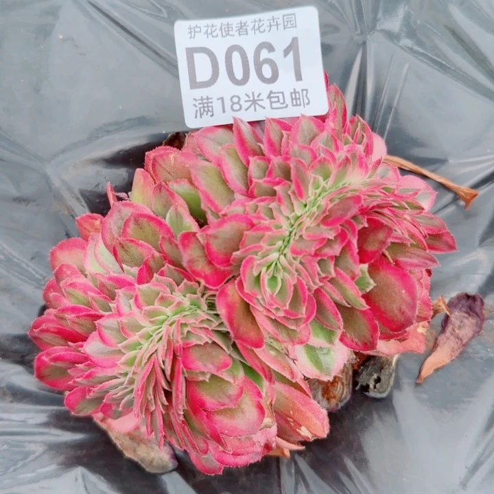 多肉法师荔枝缀化