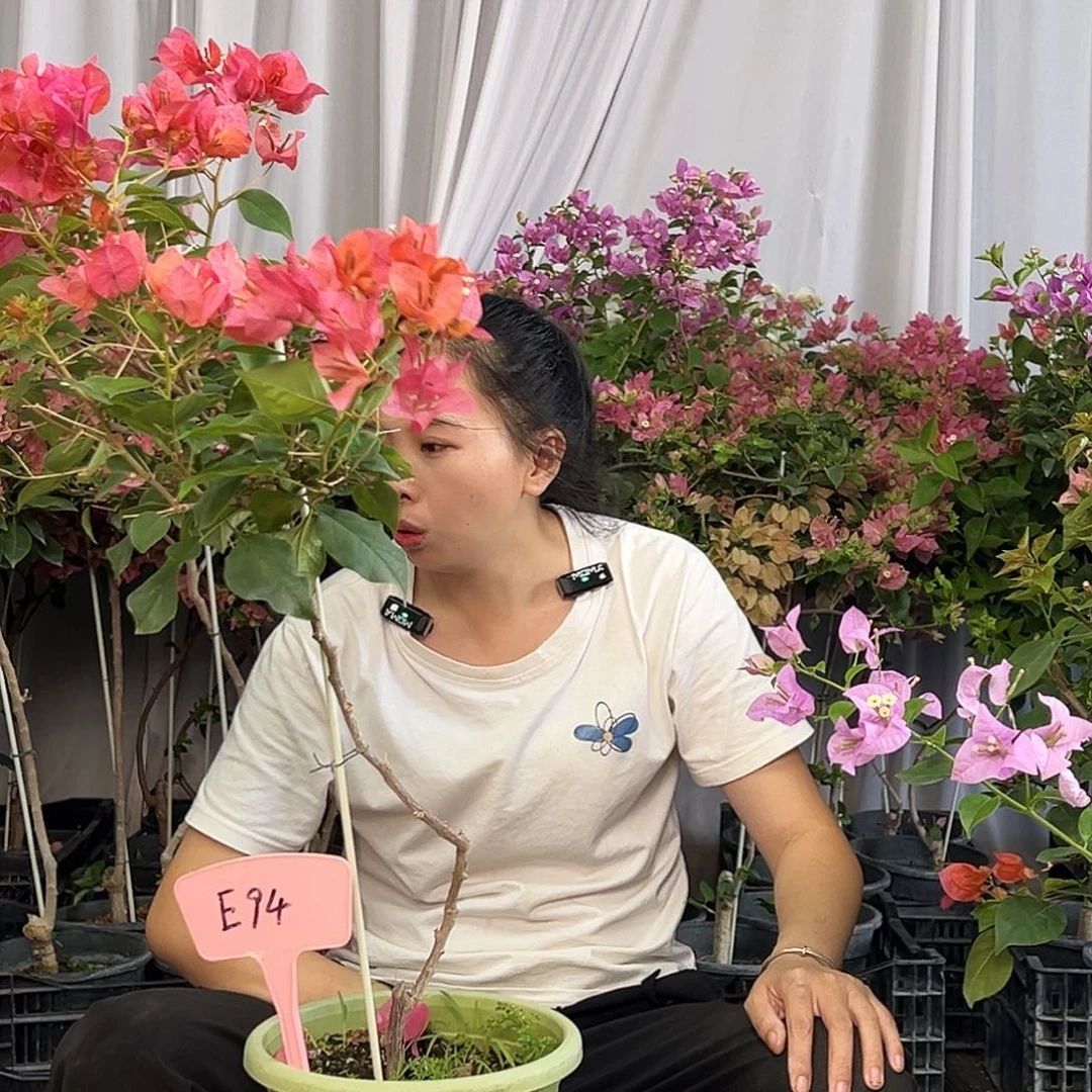 蘇***蘇当前无花栽培后可以开花E94暗夕