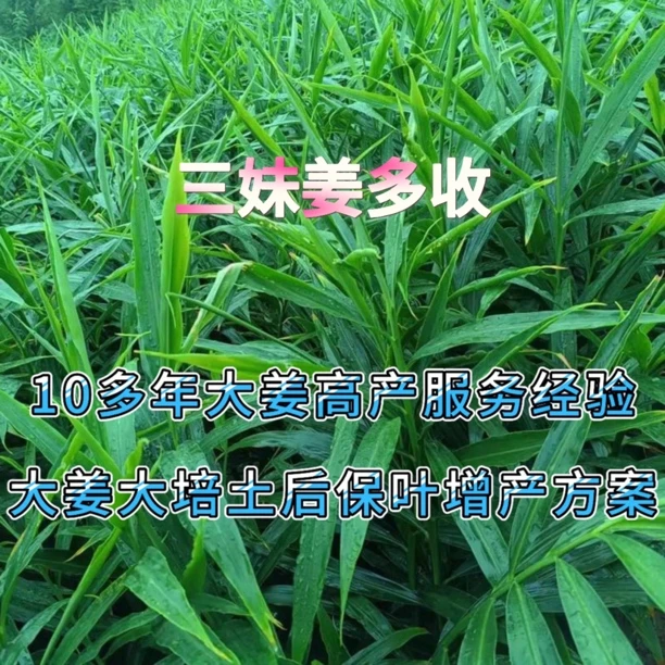 三妹姜多收。大姜后期保叶增产组合1套1壶水