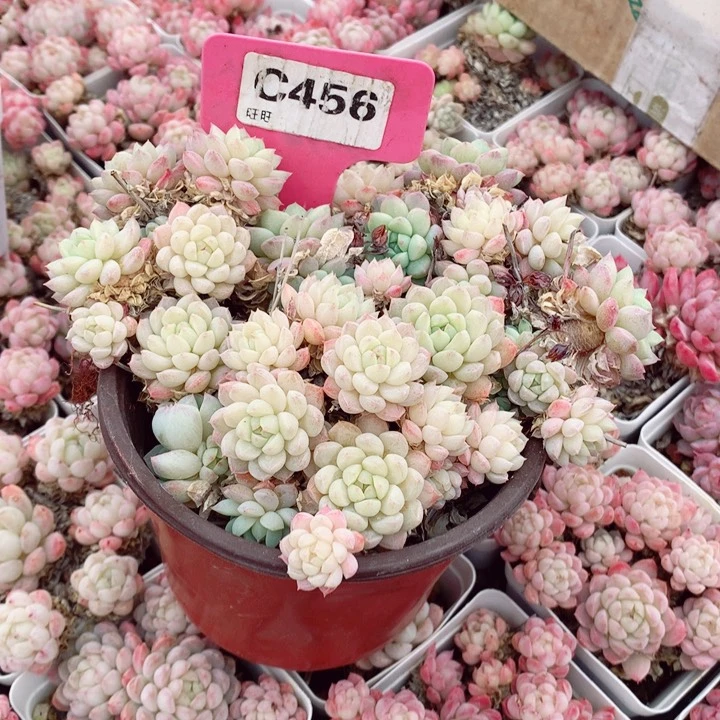 小*胡羊脂球15cm不包整群