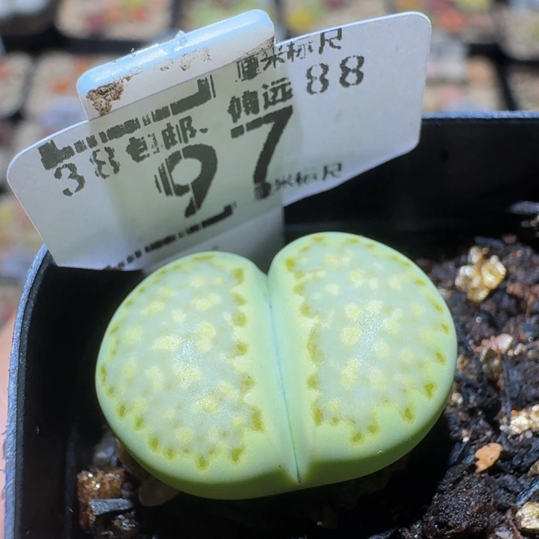 Sssss精品生石花97薄荷四年